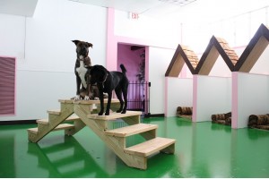 Чем владельцу животного помогут гостиницы для собак в Москве и Подмосковье?